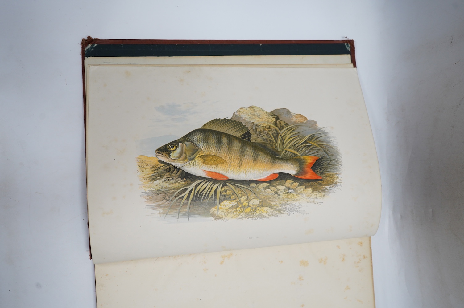 Houghton, Rev. W. - British Freshwater Fishes. 2 vols. 41 coloured plates (by A.F. Lydon) in naturalistic settings and engraved text illus.; original gilt pictorial and black decorated cloth, ge., folio. (1879)